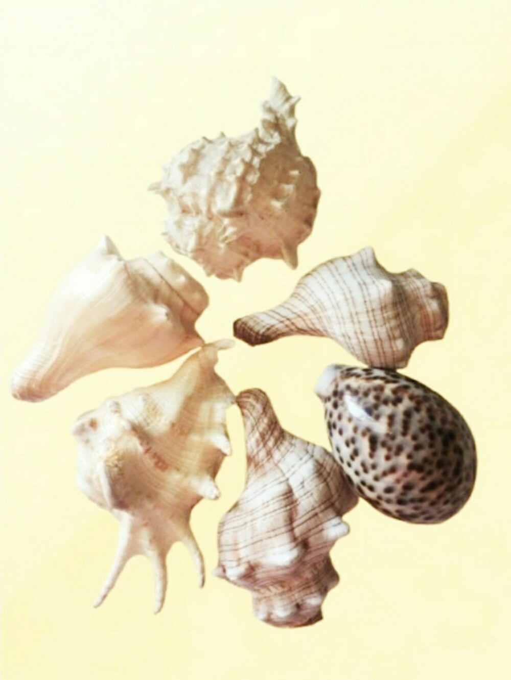 Pre-Cut Sea Shells For Crafting